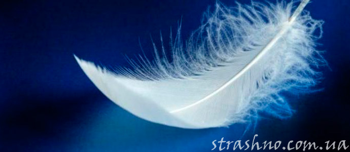 перышко, как знак от ангела