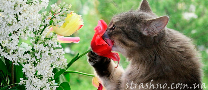 запах цветов, как подсказка ангела хранителя