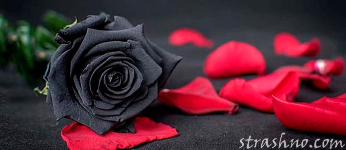 рассказ о черных розах из вещего сна