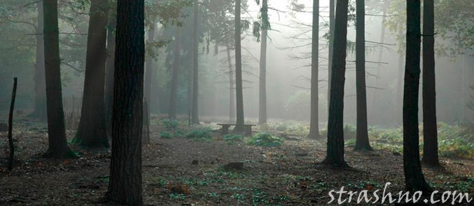 лес в сказках и фильмах