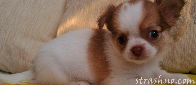 история о мистическом поведении собачки