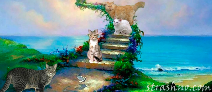 мистическая история о душе погибшего кота