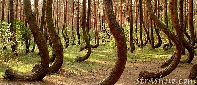 лес с кривыми деревьями