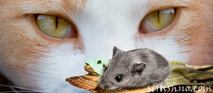 история о мистическом появлении мышей к беде