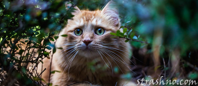 Мистика с котами