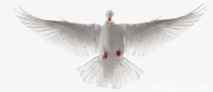 мистическая история о странной тени птицы