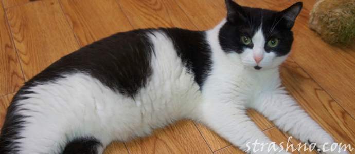 мистическая история об умершем домашнем коте
