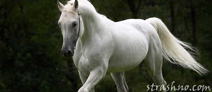 мистическая история о белой лошади в подземном переходе