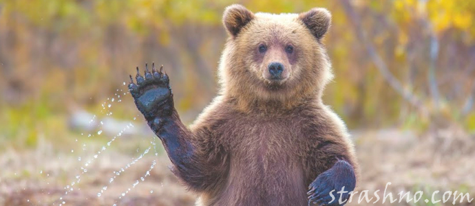 страшная история о встрече с медведем