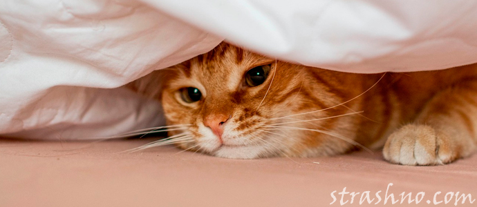 история о рыжей кошке