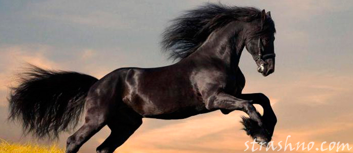 история о вещем сне про черного коня