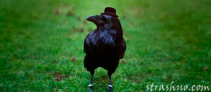 рассказ об умном черном вороне