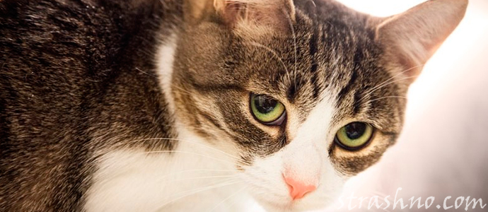 мистическое поведение кошки накануне трагедии