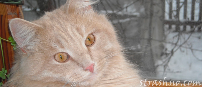 история о кошке и домовом