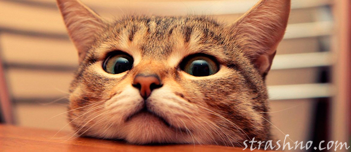 кот видит домового