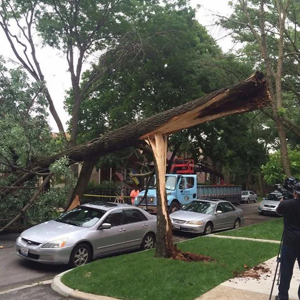 упавшее дерево