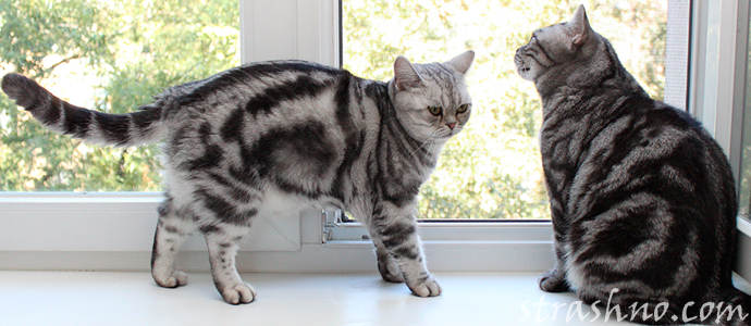 история о домашних кошках