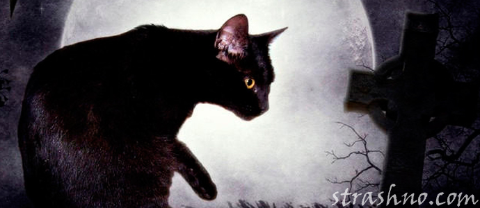 рассказ про месть черного кота