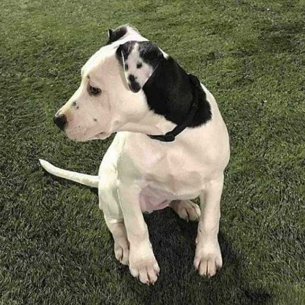 собака с фото на ухе