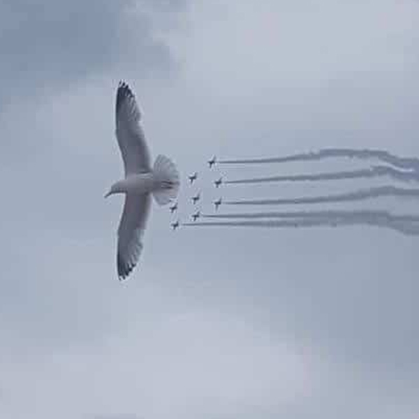 птица на фоне самолетов