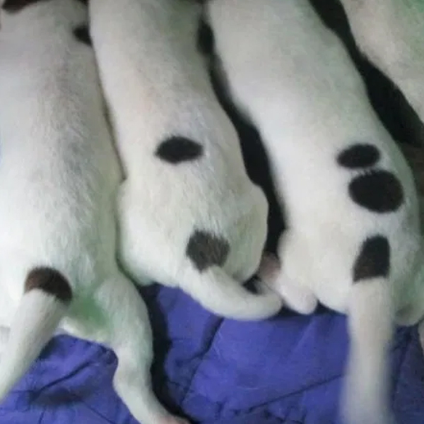 отметки на щенках