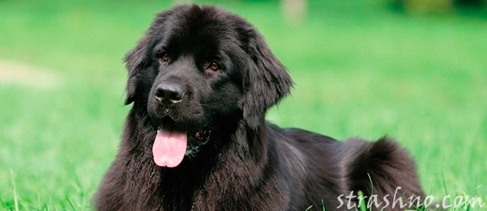 печальная история о домашнем любимце