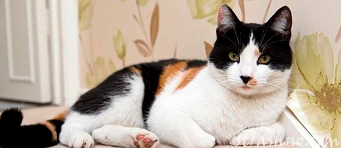 кошка с черным носиком