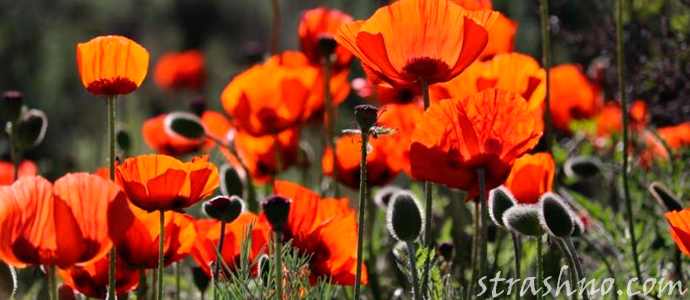 цветы в раю