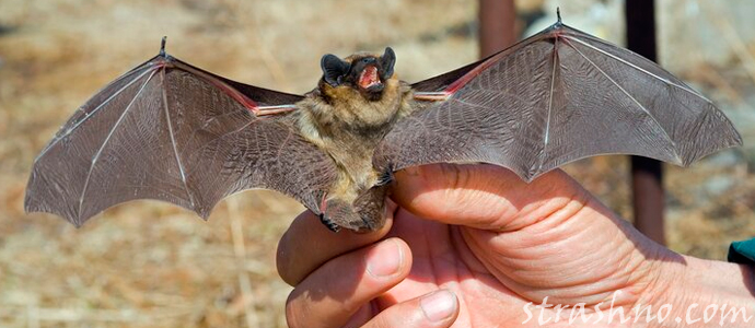 летучая мышь на кладбище