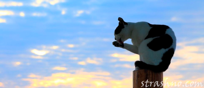 история о поведении кота на похоронах