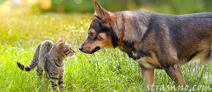 кот и собака