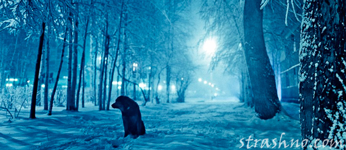 прогулка с собакой зимним вечером