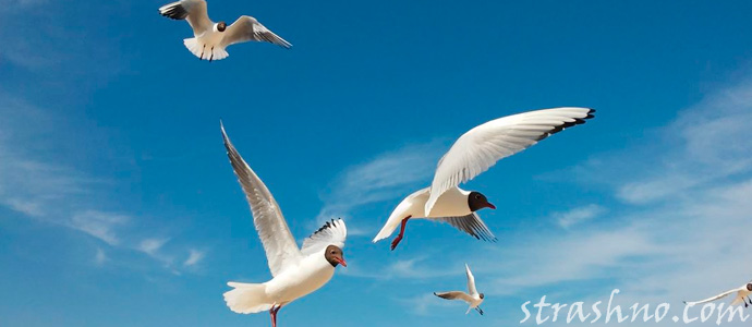 души умерших переселились в птиц