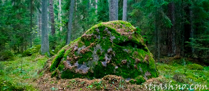 камень Лешего в лесу