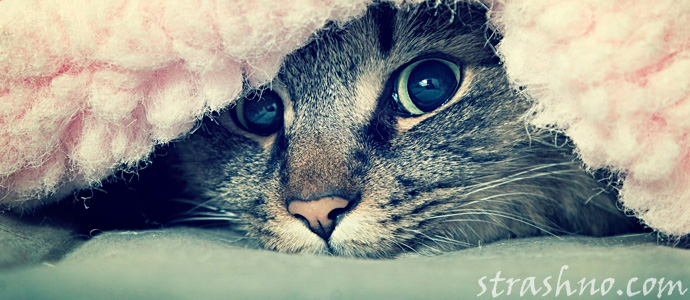 испуганная домовым кошка