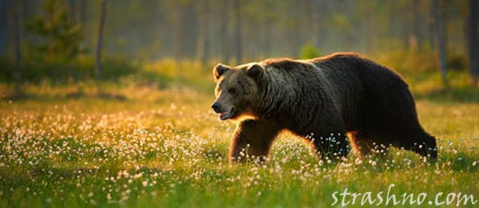 видеть медведя во сне