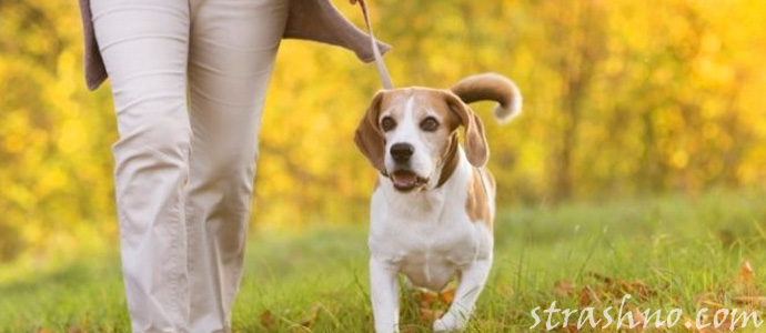 собака на прогулке
