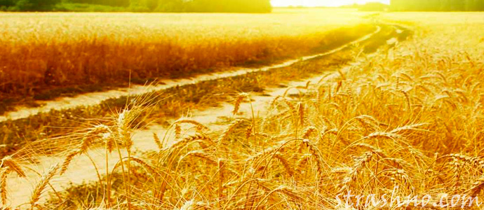 Что означает дорога через пшеничное поле во сне