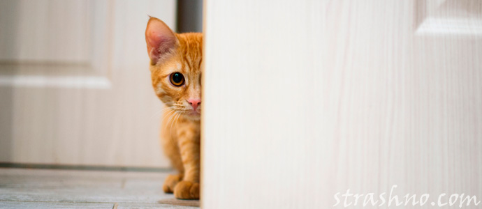 испуганный домовым кот