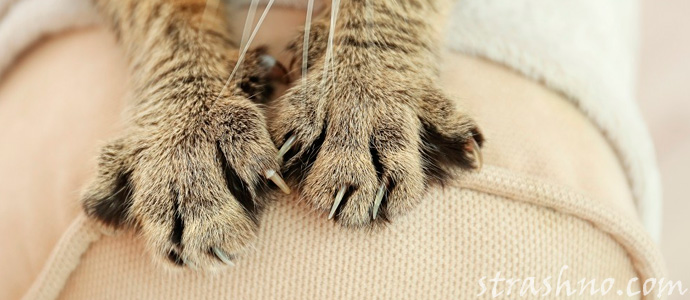 лапы кота