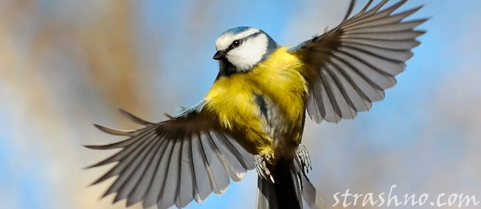 птицы и мистика