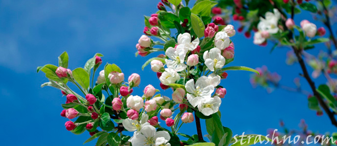 сон про цветущую яблоню