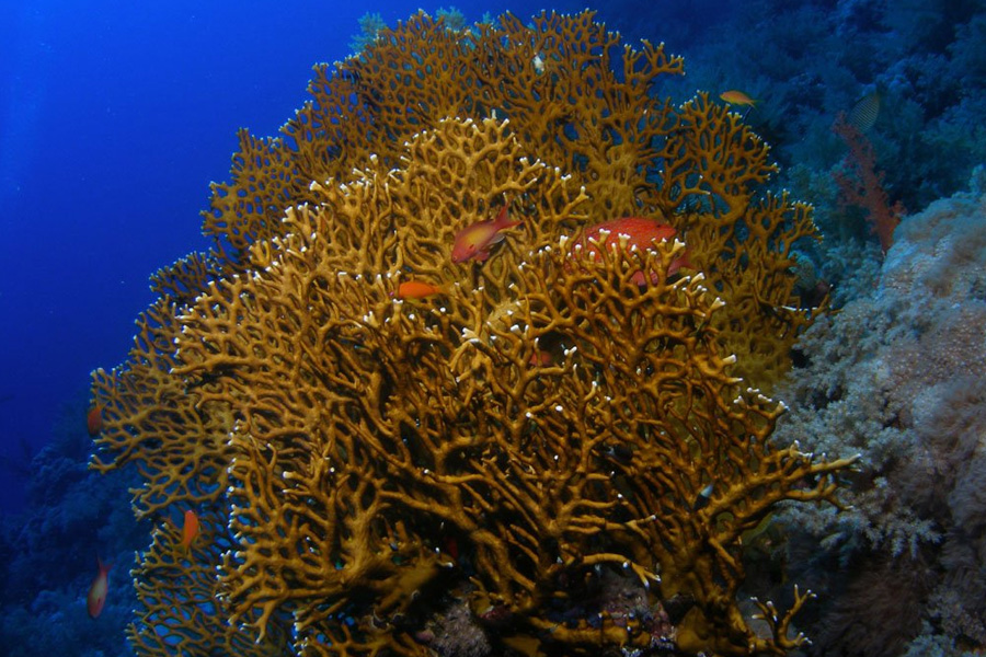 опасные кораллы