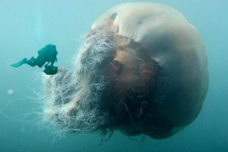 опасная Медуза Цианея