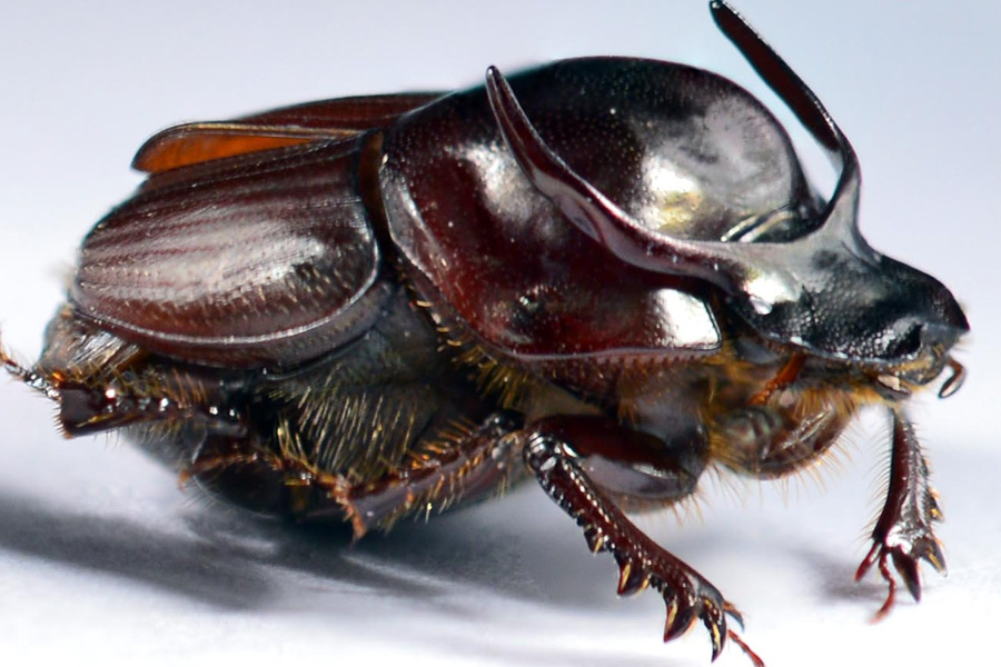 страшный двурогий жук