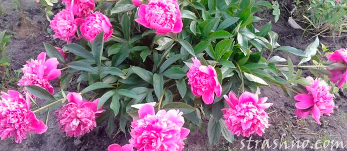 розовые пионы на детской могилке