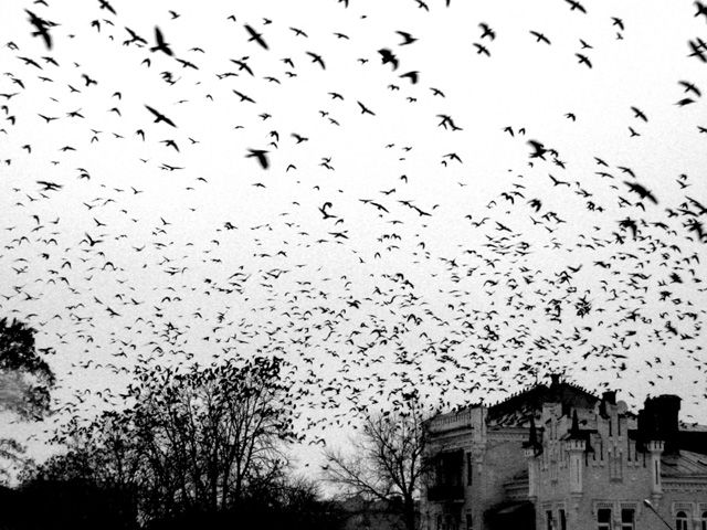 вороны кружат над домом колдуна в Полтаве