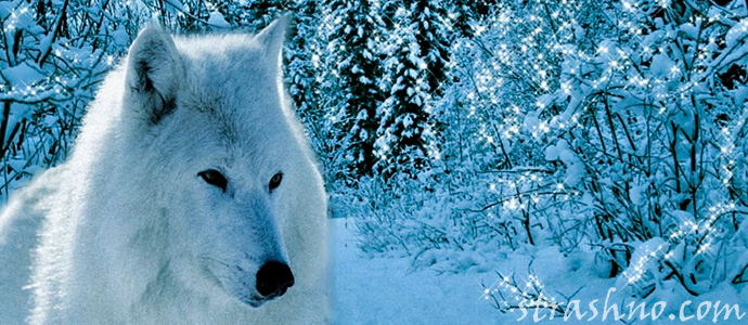 легенда о белой волчице