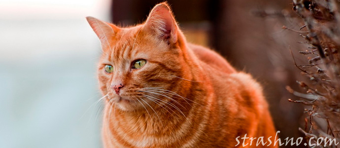 мистическая история про кота