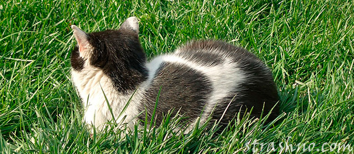 история о пропавшем коте